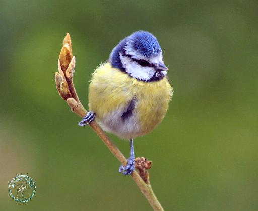 Blue Tit 8R85D-03.JPG